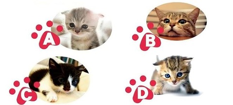 Quiz: Bạn dễ hay khó gần trong mắt người khác?- Ảnh 1. Quiz: Bạn dễ hay khó gần trong mắt người khác?- Ảnh 1.