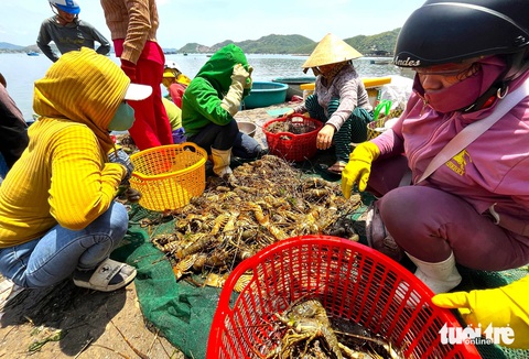 Người dân ở xã Xuân Thịnh (thị xã Sông Cầu, tỉnh Phú Yên) mang tôm hùm bị chết vào bờ để bán cho thương lái - Ảnh: NGUYỄN HOÀNG Người dân ở xã Xuân Thịnh (thị xã Sông Cầu, tỉnh Phú Yên) mang tôm hùm bị chết vào bờ để bán cho thương lái - Ảnh: NGUYỄN HOÀNG