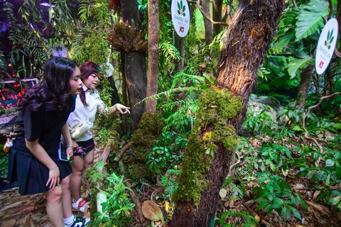 Đem cả rừng sâm Ngọc Linh về 'trồng' giữa lòng thành phố- Ảnh 1. Nhiều khách tham quan thích thú với rừng sâm Ngọc Linh được tái hiện ngay trong lễ hội sâm quốc tế - Ảnh: QUANG ĐỊNH