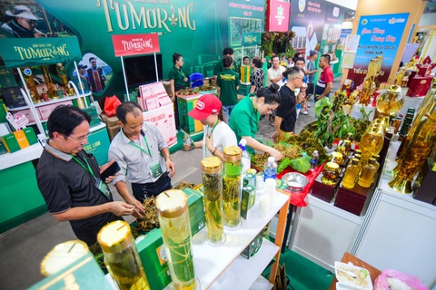 Đem cả rừng sâm Ngọc Linh về 'trồng' giữa lòng thành phố- Ảnh 5. Gian hàng trưng bày các loại sâm Ngọc Linh luôn giữ chân khách tham quan - Ảnh: QUANG ĐỊNH