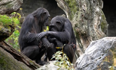 Tinh tinh Natalia vẫn đang ôm xác con - Ảnh: Bioparc Valencia Tinh tinh Natalia vẫn đang ôm xác con - Ảnh: Bioparc Valencia