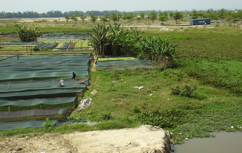 Quảng Nam thúc đẩy khơi thông nhanh sông Cổ Cò - Ảnh 6. Một số đoạn sông Cổ Cò qua phường Điện Ngọc bị bồi lấp và người dân sản xuất nông nghiệp, thủy sản, khó khăn giải tỏa - Ảnh: V.H