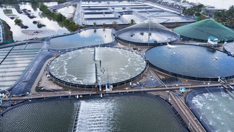 Cà Mau đầu tư 20.000 tỉ phát triển ngành hàng tôm đến năm 2030- Ảnh 1. Một khu vực nuôi tôm công nghiệp siêu thâm canh của người dân ở huyện Năm Căn, tỉnh Cà Mau - Ảnh: THANH HUYỀN