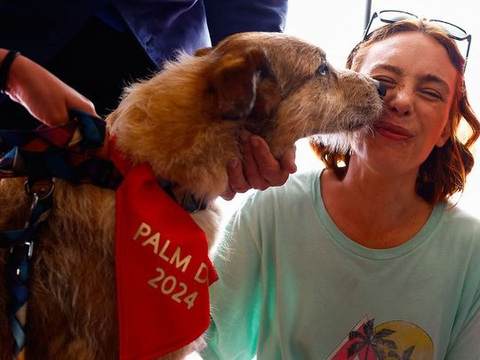 Kodi vui mừng liếm mặt chủ nhân khi nhận chiếc yếm Palm Dog - Ảnh: REUTERS Kodi vui mừng liếm mặt chủ nhân khi nhận chiếc yếm Palm Dog - Ảnh: REUTERS