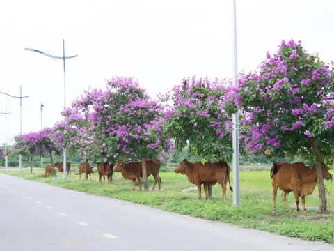 Ảnh vui 25-5: Mỗi cây bằng lăng có một 'nàng thơ'- Ảnh 1.