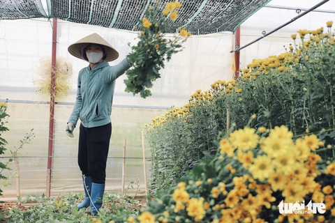 Giá hoa cúc Đà Lạt vẫn cao ngất ngưởng dù đã qua đại lễ Phật đản- Ảnh 1. Nông dân Đà Lạt thu hoạch hoa cúc - Ảnh: LÊ QUANG TIẾN