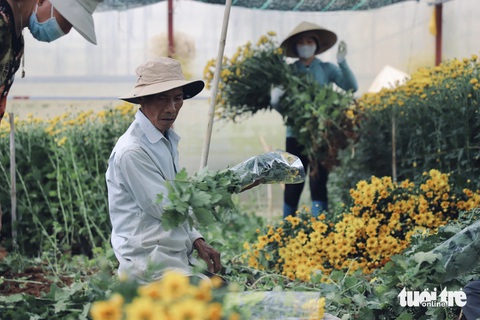 Giá hoa cúc Đà Lạt vẫn cao ngất ngưởng dù đã qua đại lễ Phật đản- Ảnh 4. Nông dân ở hẻm đường Nguyên Tử Lực (P.8, Đà Lạt) thu hoạch hoa cúc - Ảnh: LÊ QUANG TIẾN