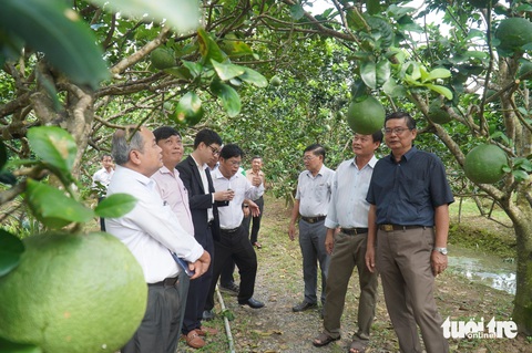 Giá bưởi da xanh tăng trở lại, thương lái vào tận vườn tìm mua- Ảnh 1. Bưởi da xanh loại 1 ở Bến Tre hiện đang được thương lái mua với giá 35.00 - 40.000 đồng/kg, đây là mức giá cao nhất kể từ đầu năm 2024 đến nay - Ảnh: MẬU TRƯỜNG