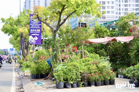 Sau phản ánh, vỉa hè đường Nguyễn Hữu Thọ tiếp tục bị lấn chiếm- Ảnh 1. Vỉa hè đường Nguyễn Hữu Thọ bị chiếm dụng nhiều năm để bán cây cảnh, ghi nhận chiều 27-5 - Ảnh: NGỌC QUÝ