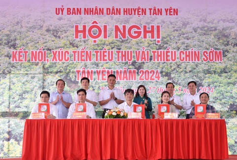 Đại diện doanh nghiệp, hợp tác xã ký biên bản ghi nhớ tiêu thụ vải thiều sớm Tân Yên, tỉnh Bắc Giang - Ảnh: PHƯƠNG THẢO Đại diện doanh nghiệp, hợp tác xã ký biên bản ghi nhớ tiêu thụ vải thiều sớm Tân Yên, tỉnh Bắc Giang - Ảnh: PHƯƠNG THẢO