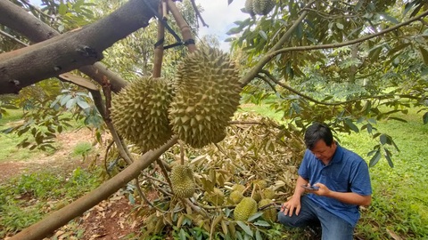 Sầu riêng sắp hái rụng trái la liệt, nông dân buồn thiu- Ảnh 2. Một nông dân bên cây sầu riêng đã ngã đổ, rụng trái xuống đất - Ảnh: K.L.