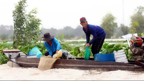 Những mùa mưa đợi chờ - Kỳ cuối: Mưa giăng đồng dậy nỗi nhớ thương- Ảnh 2. Mưa về trên đồng nước nổi An Giang - Ảnh CHÍ QUỐC