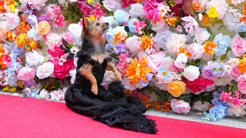 Ngắm bộ cánh ấn tượng nhất Met Gala 2024 trong phiên bản 'lắm lông'- Ảnh 2. Cô chó tạo dáng kiêu kỳ trong mẫu trang phục lấy cảm hứng từ bộ cánh của Zendaya