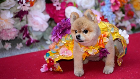 Ngắm bộ cánh ấn tượng nhất Met Gala 2024 trong phiên bản 'lắm lông'- Ảnh 9. Ngắm bộ cánh ấn tượng nhất Met Gala 2024 trong phiên bản 'lắm lông'- Ảnh 9.