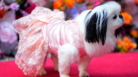 Ngắm bộ cánh ấn tượng nhất Met Gala 2024 trong phiên bản 'lắm lông'- Ảnh 8. Ngắm bộ cánh ấn tượng nhất Met Gala 2024 trong phiên bản 'lắm lông'- Ảnh 8.