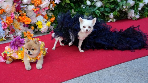 Ngắm bộ cánh ấn tượng nhất Met Gala 2024 trong phiên bản 'lắm lông'- Ảnh 1. Các người mẫu