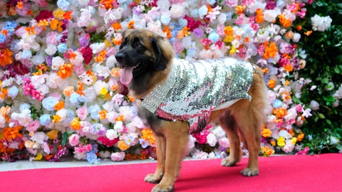Ngắm bộ cánh ấn tượng nhất Met Gala 2024 trong phiên bản 'lắm lông'- Ảnh 11. Ngắm bộ cánh ấn tượng nhất Met Gala 2024 trong phiên bản 'lắm lông'- Ảnh 11.