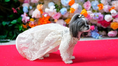 Ngắm bộ cánh ấn tượng nhất Met Gala 2024 trong phiên bản 'lắm lông'- Ảnh 10. Ngắm bộ cánh ấn tượng nhất Met Gala 2024 trong phiên bản 'lắm lông'- Ảnh 10.