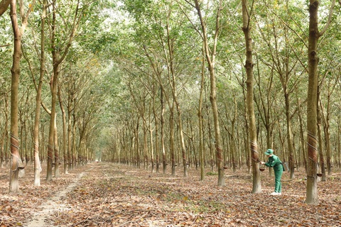 Tập đoàn Công nghiệp cao su Việt Nam (VRG) thông tin liên quan khu đất 39 - 39B Bến Vân Đồn- Ảnh 3. Bước sang năm 2024, VRG đặt quyết tâm cao trong việc hoàn thành các chỉ tiêu sản xuất kinh doanh và đầu tư.