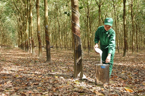Tập đoàn Công nghiệp cao su Việt Nam (VRG) thông tin liên quan khu đất 39 - 39B Bến Vân Đồn- Ảnh 4. VRG tin tưởng sẽ tiếp tục gặt hái được nhiều thành công hơn nữa trong thời gian tới.