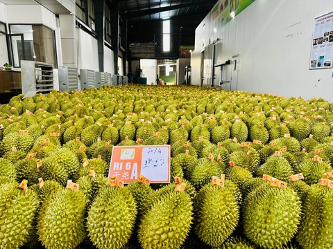 Các nước đua nhau mua nông sản Việt, giá xuất khẩu gạo, cà phê, tiêu cao chót vót- Ảnh 1. 4 tháng đầu năm nay, xuất khẩu rau quả đạt tới 1,8 tỉ USD - Ảnh: T.VY