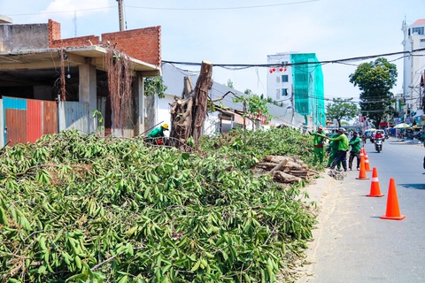 Dọn gần 100 cây xanh để mở rộng đường vào sân bay Tân Sơn Nhất- Ảnh 1. Các cây xanh dọc đường Hoàng Hoa Thám được đốn hạ trưa 3-5 - Ảnh: PHƯƠNG NHI