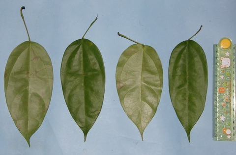 Lần đầu phát hiện đười ươi biết dùng lá thuốc chữa thương- Ảnh 3. Lá cây Fibraurea tinctoria - Ảnh: PA