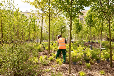 Paris gồng xanh- Ảnh 4. Rừng đô thị quận 14 - Paris - Ảnh: V.LINH