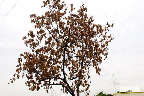 Hàng loạt cây xanh trên đường phố TP.HCM chết khô- Ảnh 2. Lá cây khô héo trên những cành cây khô cằn - Ảnh: TIẾN QUỐC