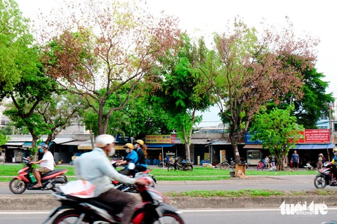 Hàng loạt cây xanh trên đường phố TP.HCM chết khô- Ảnh 3. Hơn 30 cây xanh trên đường Trần Văn Giàu chết khô hàng loạt - Ảnh: PHƯƠNG NHI