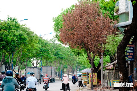 Hàng loạt cây xanh trên đường phố TP.HCM chết khô- Ảnh 4. Một cây xanh cao khoảng 5m, đã bắt đầu cho bóng mát nhưng cũng bị chết khô trong sự nuối tiếc của người dân - Ảnh: PHƯƠNG NHI