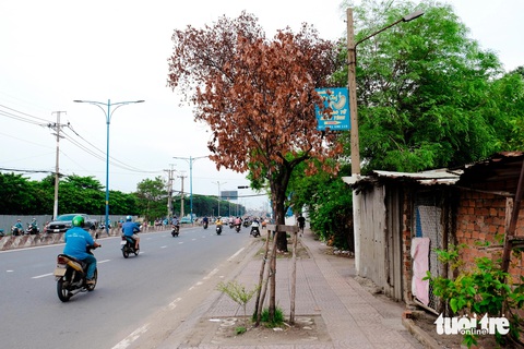 Hàng loạt cây xanh trên đường phố TP.HCM chết khô- Ảnh 5. Những cây nhỏ, mỏng manh hơn cũng chết khô hoàn toàn - Ảnh: PHƯƠNG NHI