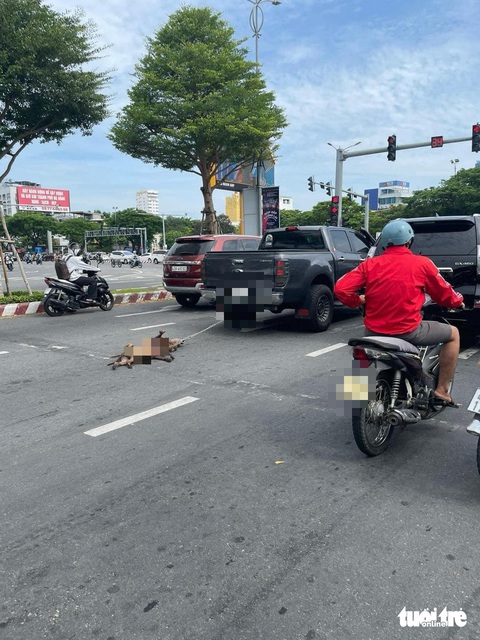 Chủ kéo lê hai chú chó sau xe bán tải: ‘Xin mọi người tha thứ’- Ảnh 1. Hai chú chó bị kéo lê sau xe bán tải, qua nhiều tuyến phố bởi sự vô ý của chủ - Ảnh người dân cung cấp