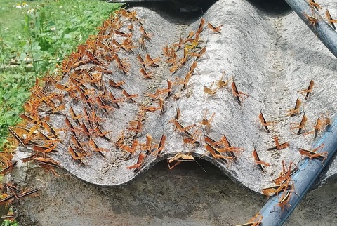 Đàn châu chấu tre lưng vàng xuất hiện ở cả Cao Bằng, Lạng Sơn, tính toán công bố dịch- Ảnh 1. Châu chấu tre lưng vàng ở Lạng Sơn - Ảnh: T.M.
