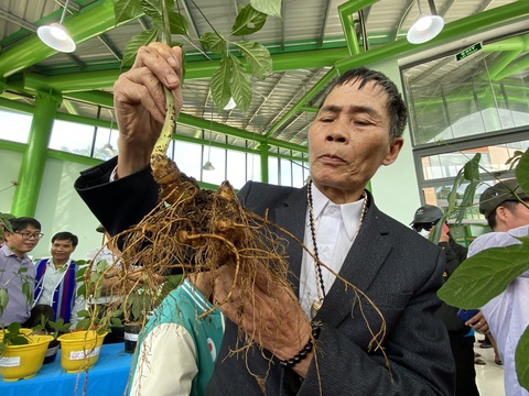 Đưa tri thức dân gian trồng, chế biến sâm Ngọc Linh vào danh mục di sản văn hóa phi vật thể quốc gia- Ảnh 3. Củ sâm Ngọc Linh - Ảnh: LÊ TRUNG