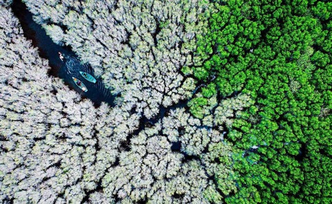 Ngắm 4 bức ảnh chụp Quảng Ngãi của Alex Cao vào chung khảo Earth Photo 2024- Ảnh 4. Bức ảnh Rừng ngập mặn Bàu Cá Cái mô tả rừng cóc trắng chuyển từ xanh sang trắng xóa - Ảnh: Alex Cao