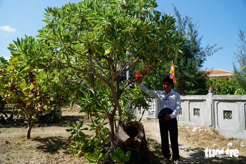 Hai năm sau bão, những mầm phong ba đã trở lên xanh tươi trên gốc của cây cũ - Ảnh: NGUYỄN HIỀN Hai năm sau bão, những mầm phong ba đã trở nên xanh tươi trên gốc của cây cũ - Ảnh: NGUYỄN HIỀN