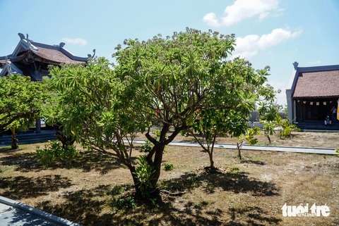 Những cây phong ba được trồng trong sân chùa ở đảo Song Tử Tây vươn mình giữa nắng, gió - Ảnh: NGUYỄN HIỀN Những cây phong ba được trồng trong sân chùa ở đảo Song Tử Tây vươn mình giữa nắng, gió - Ảnh: NGUYỄN HIỀN