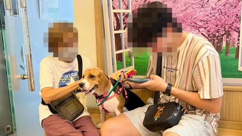 Chữa bệnh cho thú cưng: Hoang mang trong ma trận- Ảnh 2. Chăm sóc, phòng ngừa để giảm thiểu nguy cơ bệnh tật cho thú cưng - Ảnh: YẾN TRINH