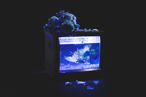 Visual của bài hát Nicolai, ca khúc được Liu Grace yêu thích nhất trong EP Visual của bài hát Nicolai, ca khúc được Liu Grace yêu thích nhất trong EP
