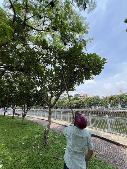 Giăng bẫy chim trời trên cây xanh thành phố- Ảnh 1. Ông N. dùng cây sào hạ lồng chim xuống để “thu hoạch” - Ảnh: XUÂN ĐOÀN