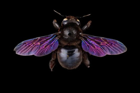 Khám phá những điều có thể bạn chưa biết về loài ong- Ảnh 2. Ong thợ màu tím (Xylocopa violacea) - Ảnh: Pete Carr