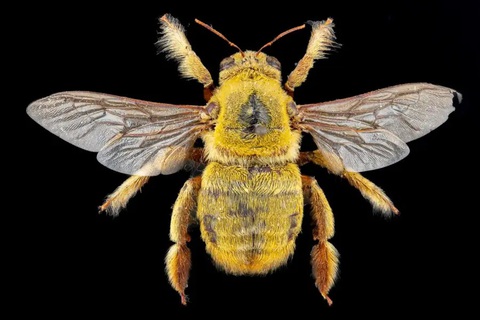 Khám phá những điều có thể bạn chưa biết về loài ong- Ảnh 4. Ong thợ châu Phi (Xylocopa inconsstans) - Ảnh: Pete Carr