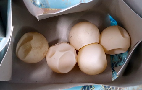 Bốn quả trứng vích ‘đổi’ hai năm tù và hơn một tỉ đồng- Ảnh 2. Năm vật hình tròn trong đó có bốn vật là trứng vích do bà Đỗ Thị Lệ Hoa vận chuyển - Ảnh: CQCN