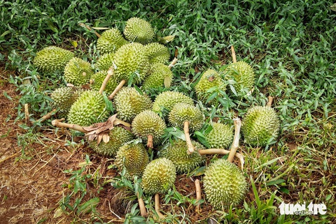 Đón mưa lớn đầu mùa trong nỗi buồn vì sầu riêng rụng la liệt- Ảnh 4. Nhiều quả sầu riêng lớn sắp tới kỳ thu hoạch bị hư hại do gió lốc - Ảnh: V.Q.