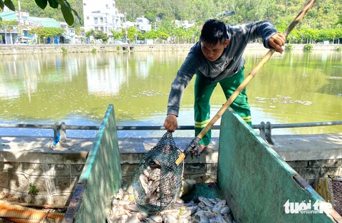 Nhân viên Công ty Cổ phần Môi trường Bình Định vớt cá chết đem đi tiêu hủy - Ảnh: LÂM THIÊN Nhân viên Công ty cổ phần Môi trường Bình Định vớt cá chết đem đi hủy - Ảnh: LÂM THIÊN