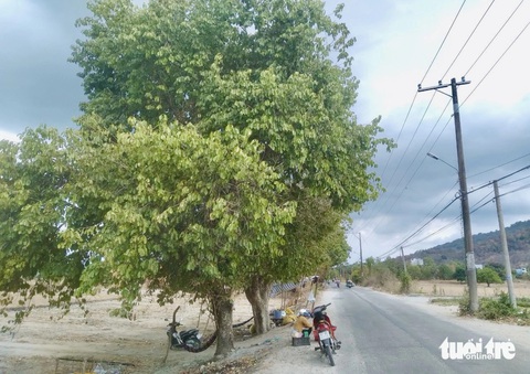 Mỗi năm có một mùa trâm chín ở vùng Bảy Núi, An Giang- Ảnh 2. Cây trâm mọc thành hàng ven tỉnh lộ 943, xã Núi Tô, huyện Tri Tôn, tỉnh An Giang - Ảnh: ĐẶNG TUYẾT