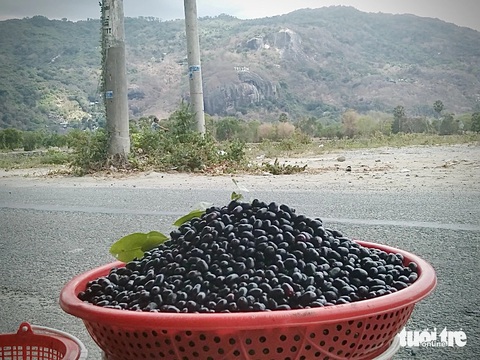 Mỗi năm có một mùa trâm chín ở vùng Bảy Núi, An Giang- Ảnh 3. Do năm nay nắng nóng nên trái nhỏ hơn năm trước - Ảnh: ĐẶNG TUYẾT