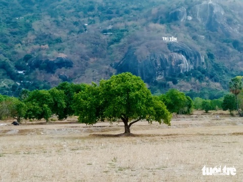 Mỗi năm có một mùa trâm chín ở vùng Bảy Núi, An Giang- Ảnh 5. Ngoài những cây trâm cổ thụ mọc tự nhiên, còn có những cây mới trồng bổ sung ở khu vực núi Tô, huyện Tri Tôn - Ảnh: ĐẶNG TUYẾT