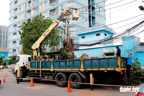 Trồng lại gấp đôi nếu đốn hạ cây xanh làm công trình ở TP.HCM- Ảnh 1. Đơn vị thi công đốn một cây xanh trên đường Hoàng Hoa Thám (quận Tân Bình) sáng 4-5 - Ảnh: PHƯƠNG NHI
